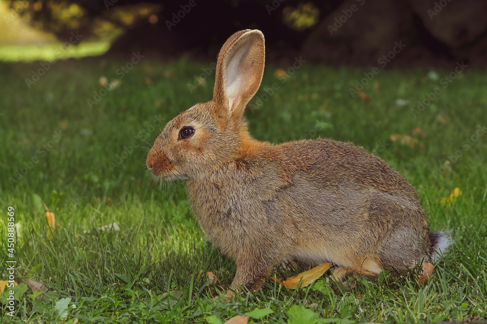 Fototapeta premium A young bunny is sitting on the lawn in the park. Selective focus.