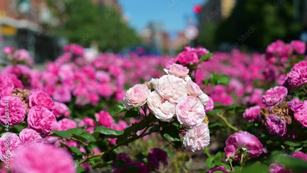 Flores rosas en la ciudad vídeo en 4k
