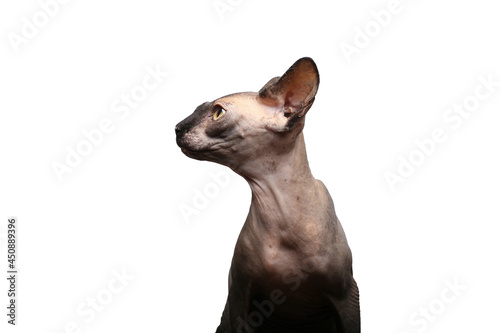 Beautiful naked cat in front of a white background