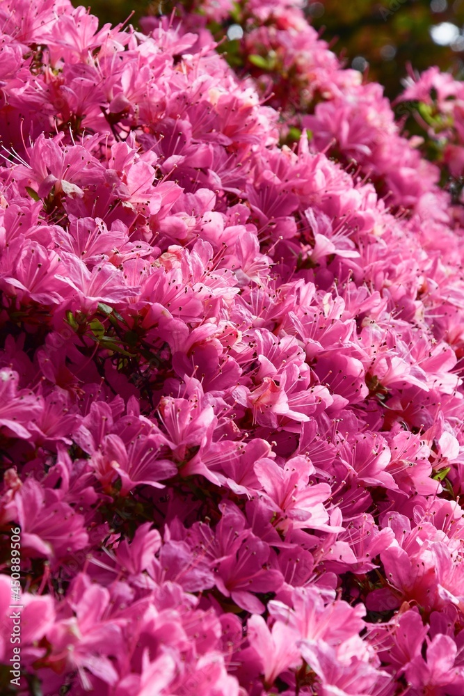 Full frame photo of pink flowers in spring Full frame photo of pink flowers in spring