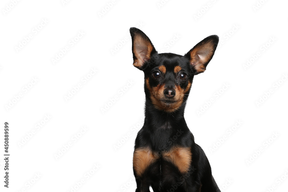 Beautiful dog in front of a white background Beautiful dog in front of a white background