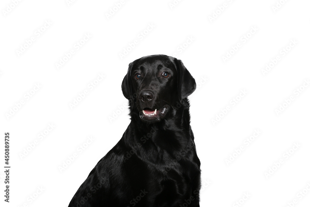 Beautiful dog in front of a white background