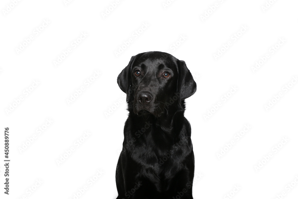 Beautiful dog in front of a white background