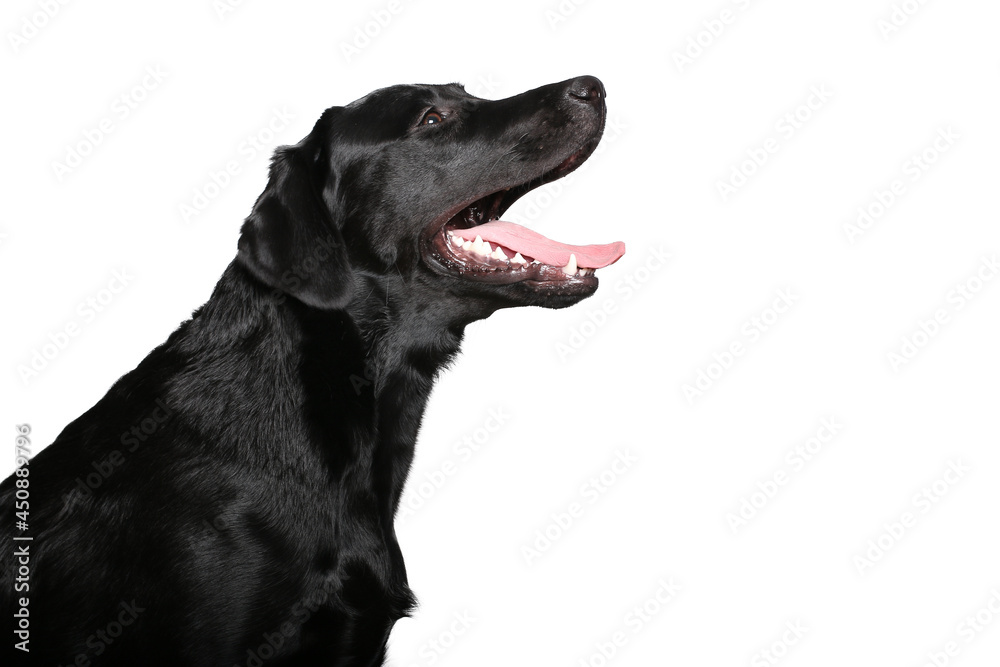 Beautiful dog in front of a white background