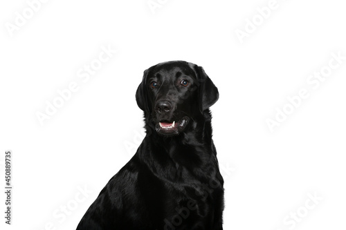 Fototapeta Naklejka Na Ścianę i Meble -  Beautiful dog in front of a white background