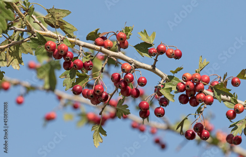 Fruits of Common Hawthorn