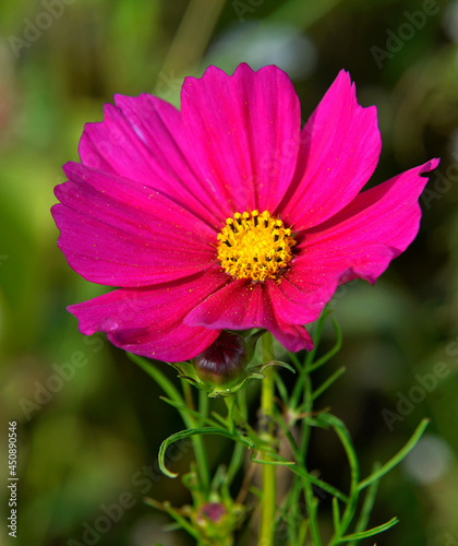 Multicolored inflorescences of an ornamental plant called Double-feathered Cosmos  growing commonly in flower meadows in the city of Bia  ystok in Podlasie in Poland.