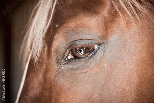 close up of horse-eye