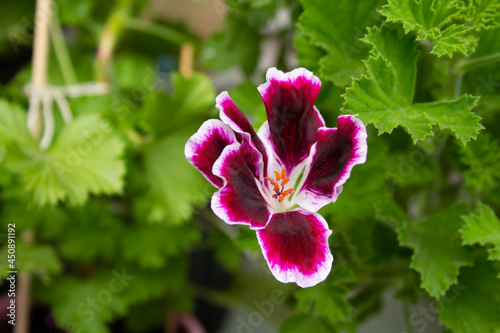 Fototapeta Naklejka Na Ścianę i Meble -  Burgundy with a white edge flower of the royal pelargonium grandiflora of the Imperial variety against the background of green leaves in the garden on a summer day. Close-up.