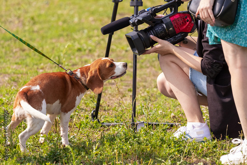 Fotografie A beagle dog in front of a video camera while filming a report