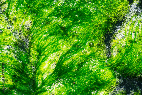 Abstract green alga background