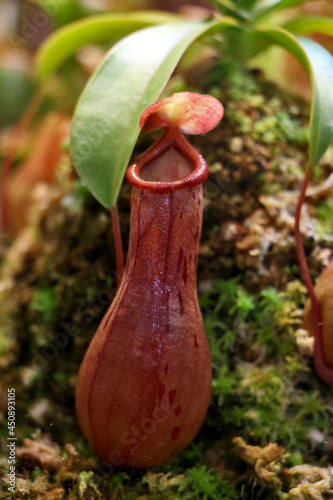 Nepenthes Ventrata carnivorous plant photo