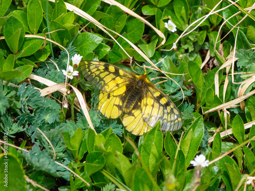 Parnassius eversmanni (Papilionidae) butterfly on a green lawn. Rare butterfly from Altai. Siberia photo