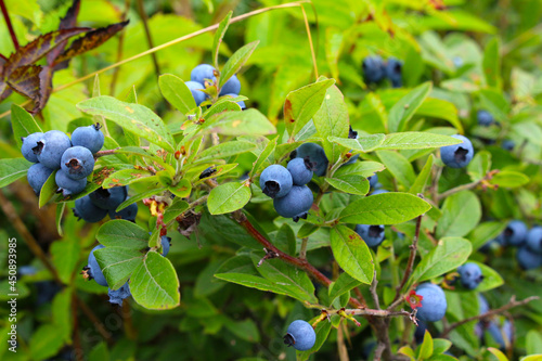 Piciking Wild blueberry from a bush with fruit