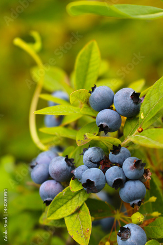 close up of wild blueberry bush with green background