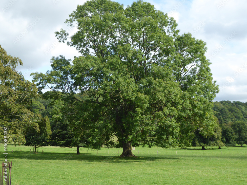 Tree in the park