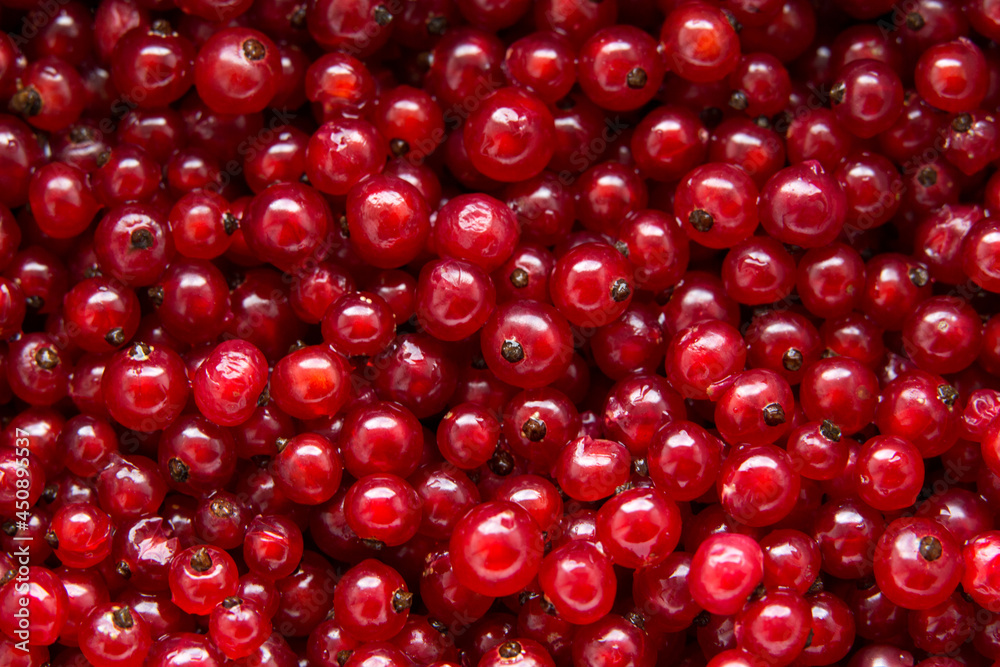 background of ripe red currant berries background of ripe red currant berries