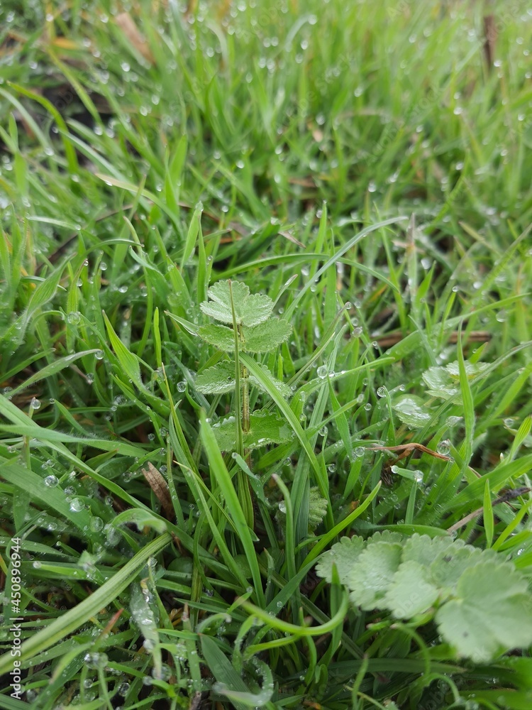 dew on grass