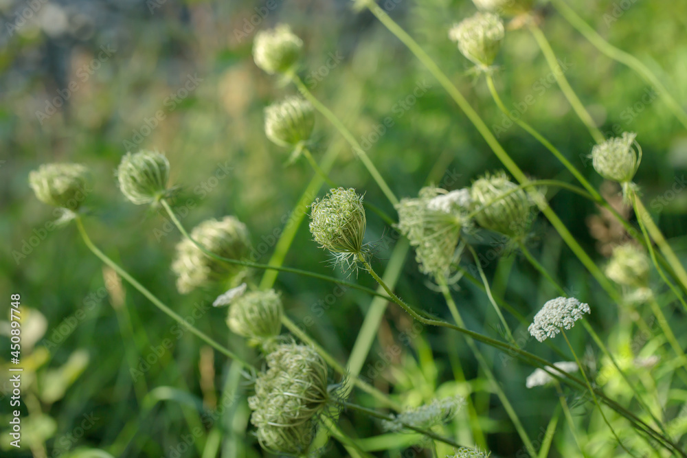 Fruit umbels of wild carrot (Daucus carota subsp. carota). Focus in the middle. Fruit umbels of wild carrot (Daucus carota subsp. carota). Focus in the middle.