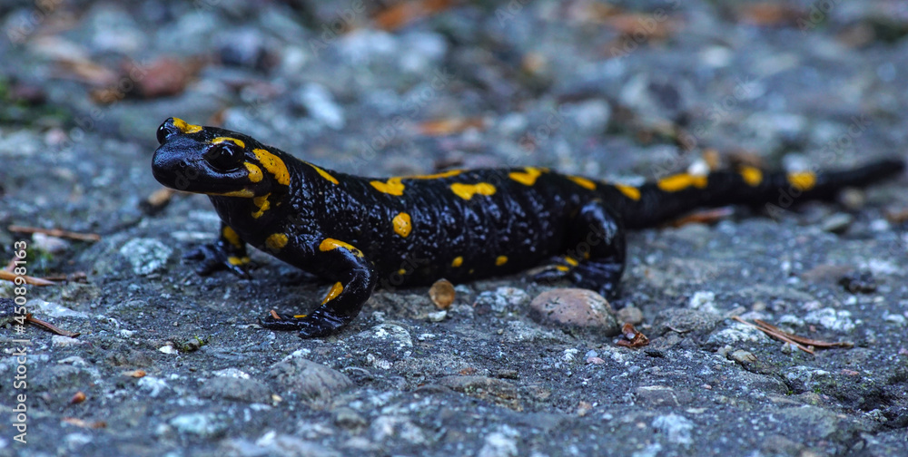 Fototapeta premium płazy, salamandra plamista