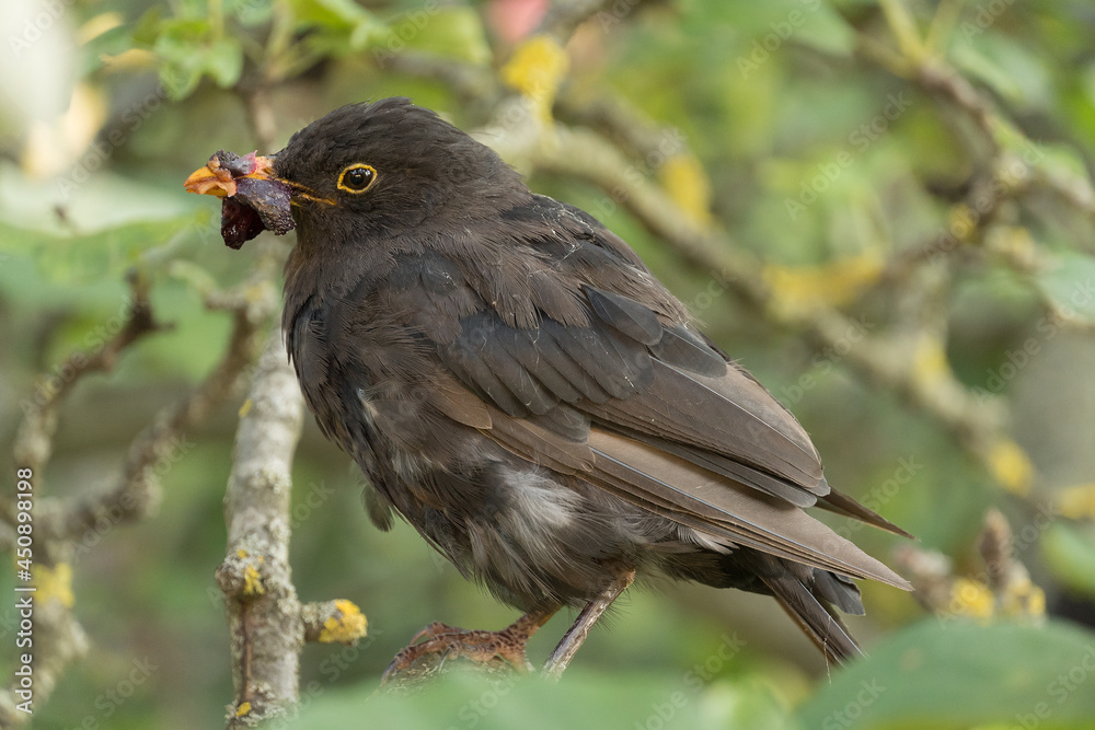 Blackbird in the tree with food in its beak Blackbird in the tree with food in its beak