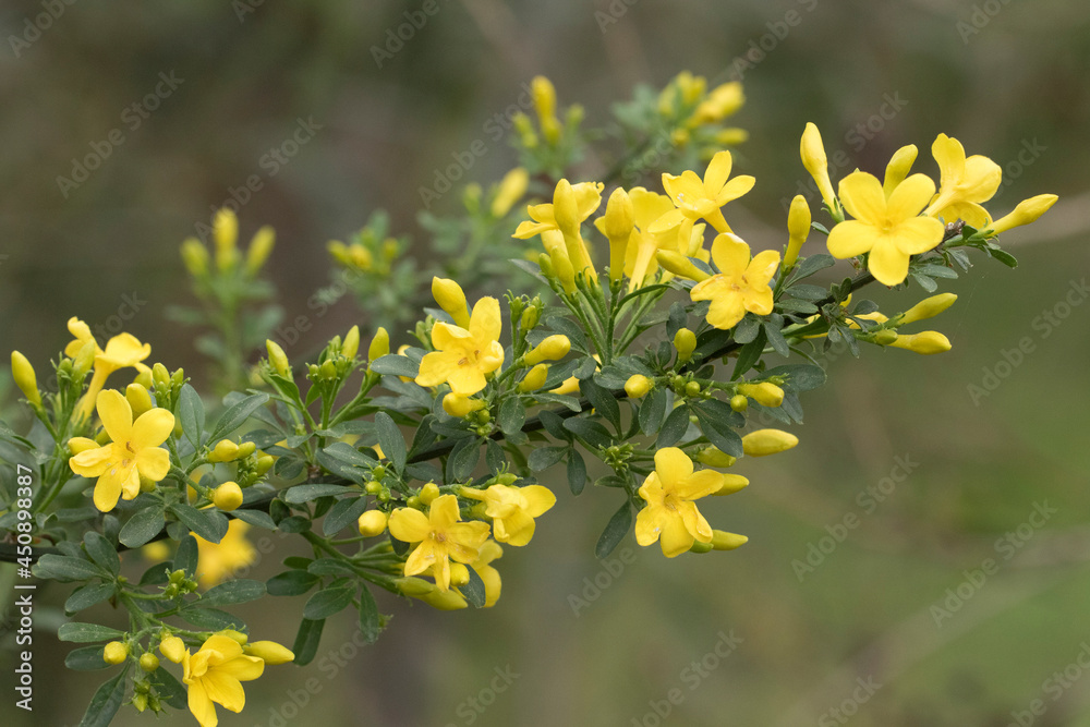 Obraz premium Flowers of Bush Jasmine