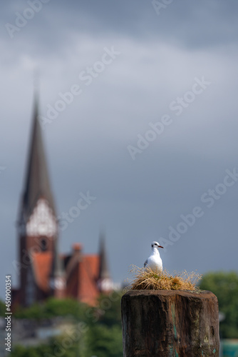 Flensburger Möwe photo