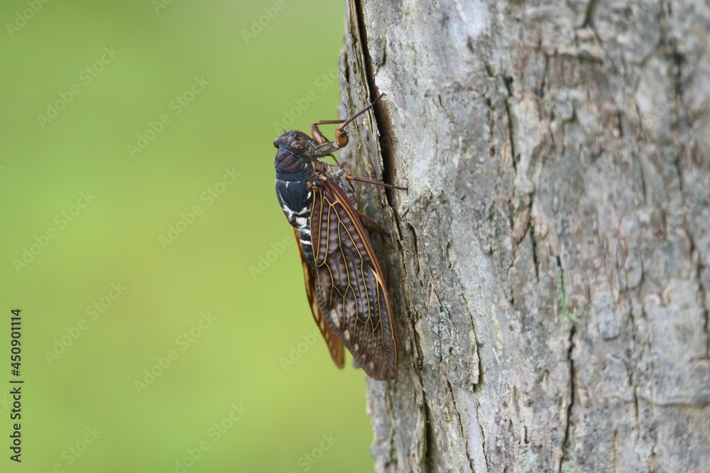 Large brown cicada (Graptopsaltria nigrofuscata). A large cicada with brown opaque wings. Large brown cicada (Graptopsaltria nigrofuscata). A large cicada with brown opaque wings.