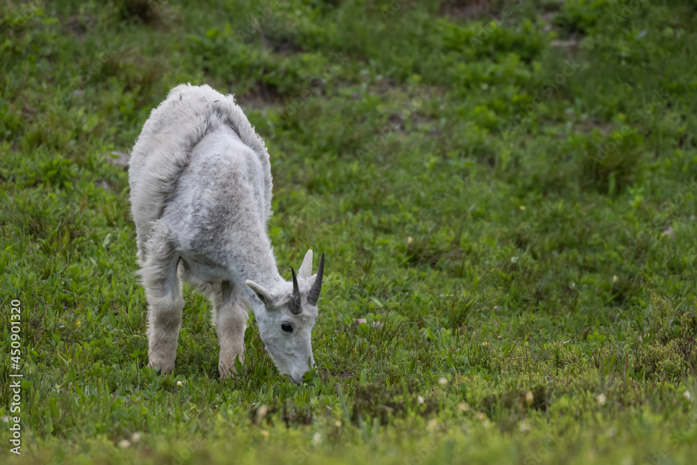 Young Mountain Goat Grazes With Copy Space Young Mountain Goat Grazes With Copy Space