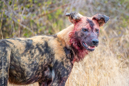 Wild dog pack alfa male with floppy years covered in blood from an Impala kill photo