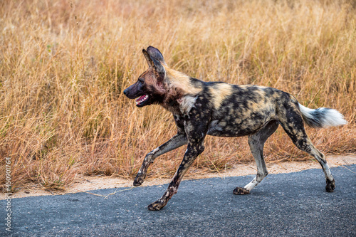 Wild dog on the move as the pack hunts a herd of impala