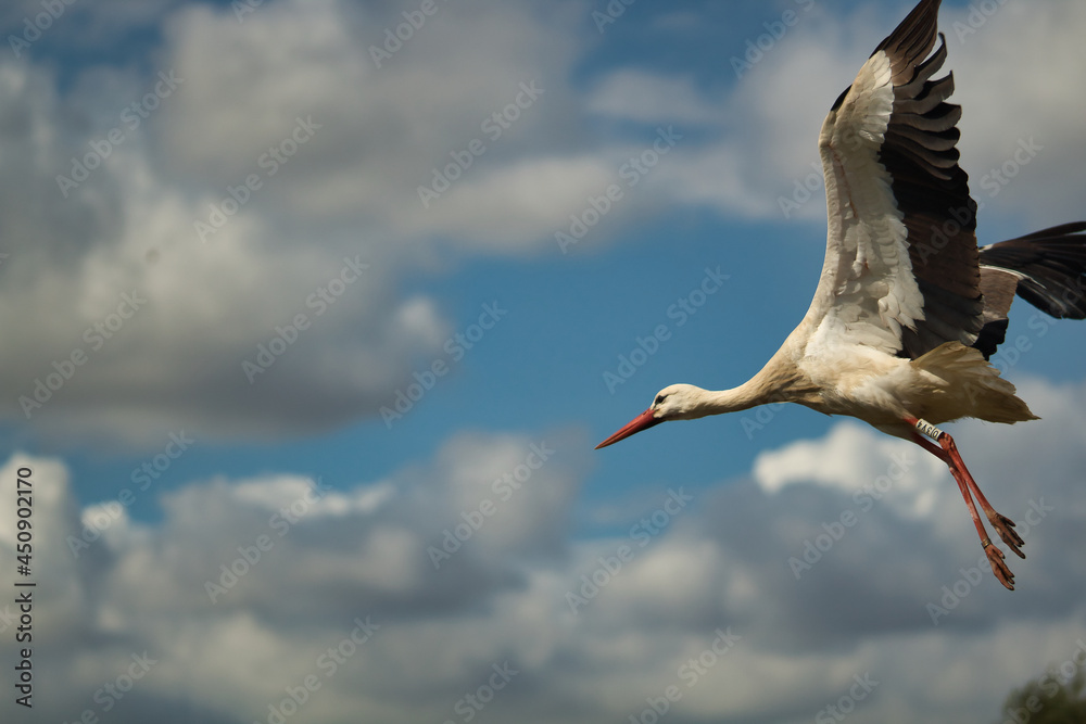 Obraz premium Stork spreading its wings to start the flight. Scientific name ciconia ciconia.