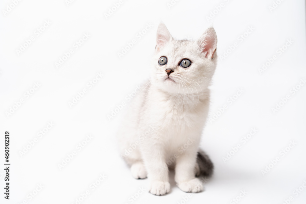 Fototapeta premium white and gray kitten on a white background, isolated