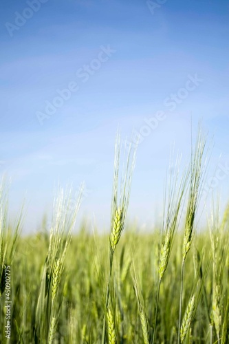 green wheat field on blue sky background