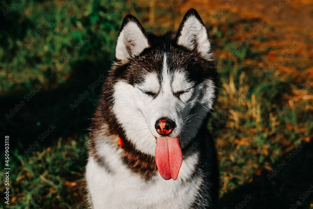 The dog laika squints in the sun and smiles with his tongue sticking out in nature. Husky pets on a walk in the park. The concept of happiness, joy. A black and white dog with a red tongue