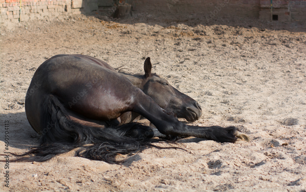 Bay horse. The horse is lying in the sand. Sports horse Bay horse. The horse is lying in the sand. Sports horse
