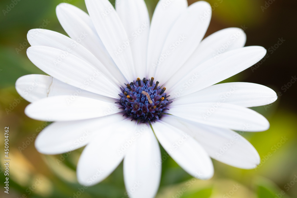 beautiful photographs of flowers in the field beautiful photographs of flowers in the field