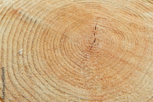 background wooden stump rings slice detail