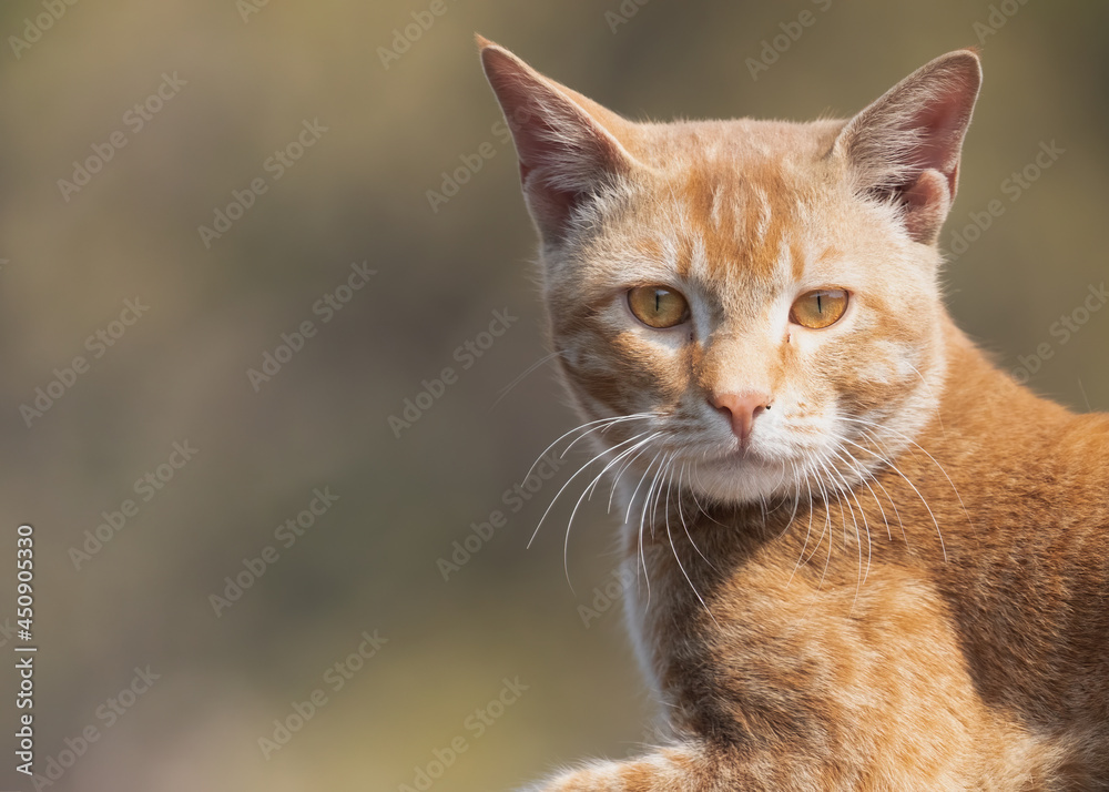 Portrait of a Cat in alert position
