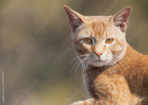 Portrait of a Cat in alert position © YK