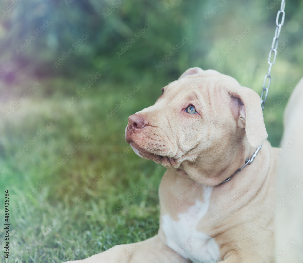 Young American pit bull terrier outside. Copy space. Young American pit bull terrier outside. Copy space.