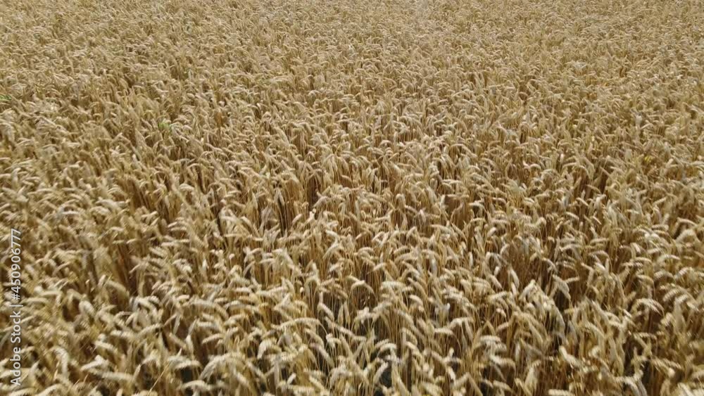 Flying over a field of mature natural golden wheat vibrating in the wind Flying over a field of mature natural golden wheat vibrating in the wind