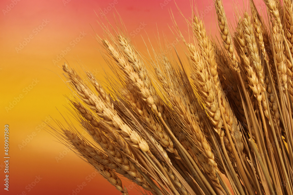 Fototapeta premium Wheat Stalks Close up With Sunset Background