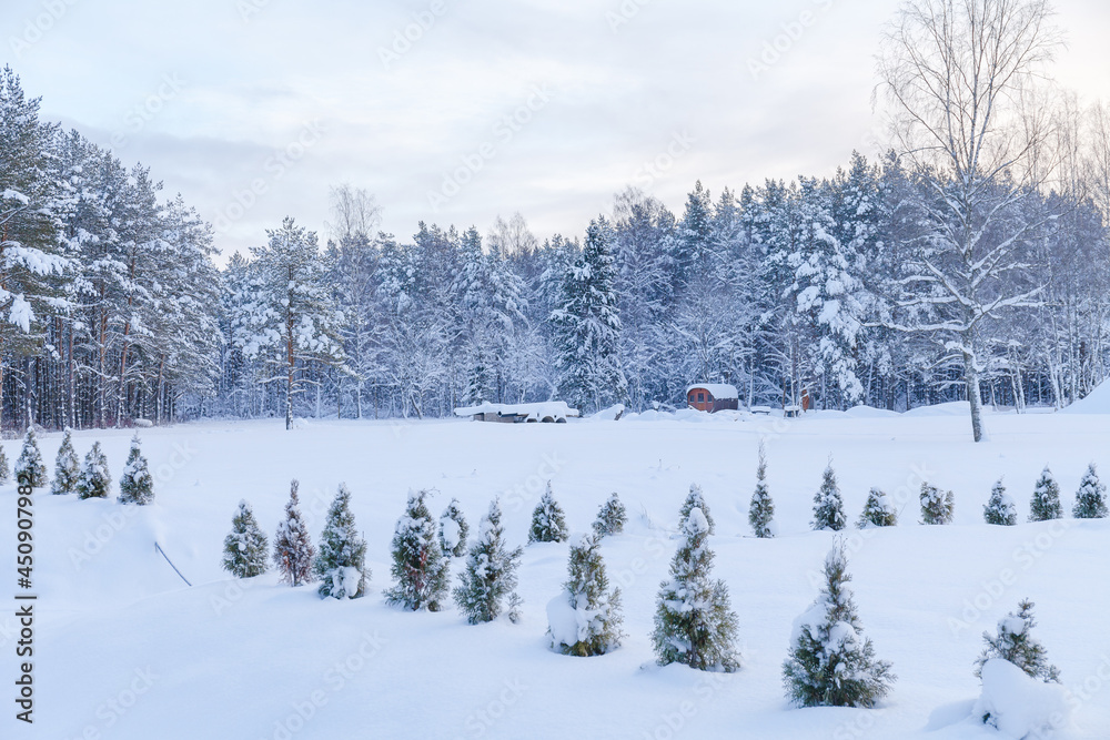 Obraz premium Small fir trees. Winter woods, snowy mood. Cloudy day.