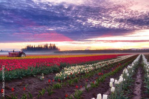 Blooming Sunrise (Wooden Shoe Tulip Farm)