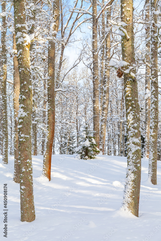 Fototapeta premium Winter woods, snowy mood. Cloudy day.