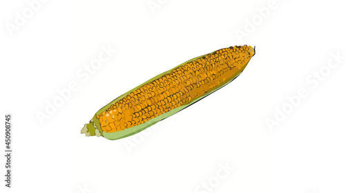 vector illustration of corn fruit isolated on a white background