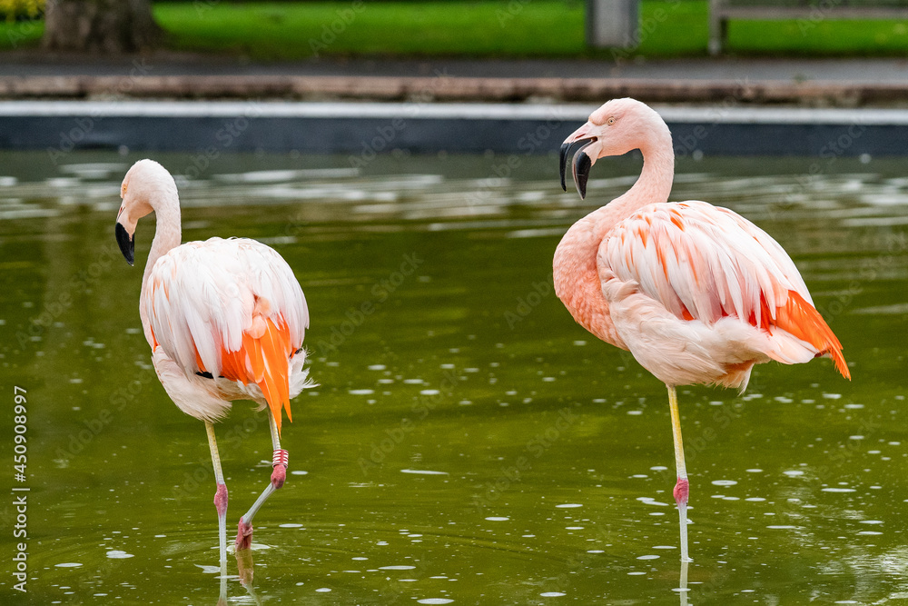 Flamingos im Wasser