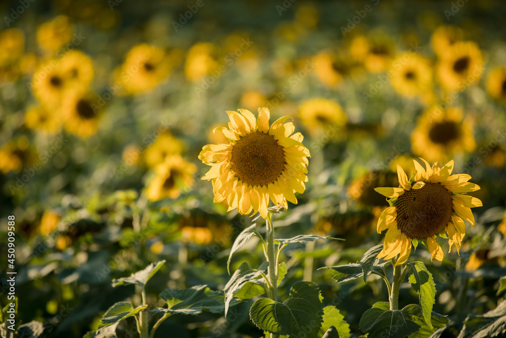 Sunflower in Field Sunflower in Field