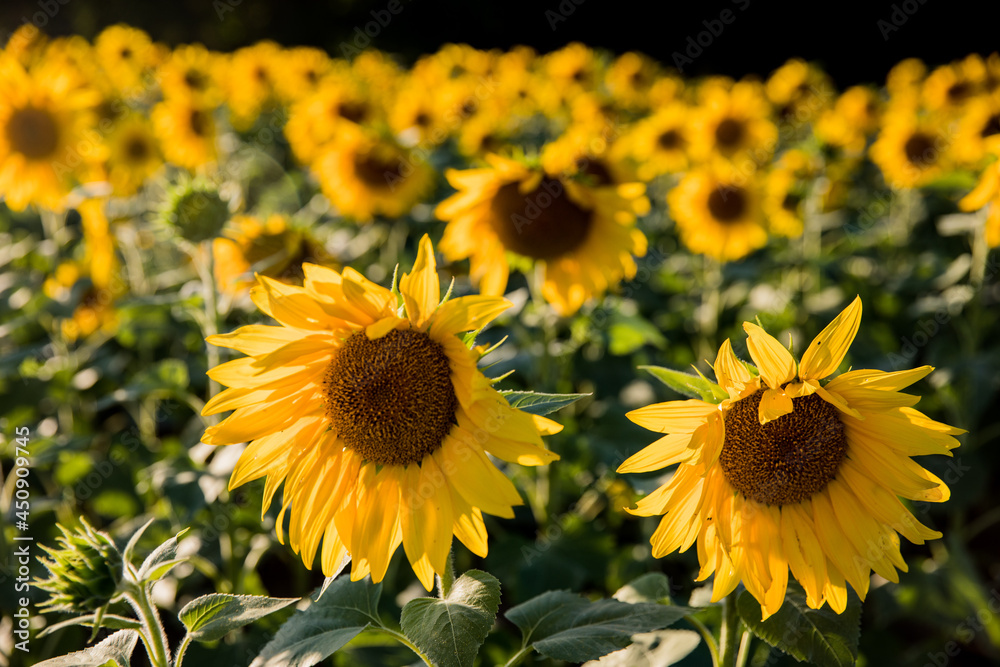 Fototapeta premium Sunflowers in a Field 